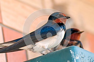 Bird, Barn swallow, nature, animal, Hirundo rustica