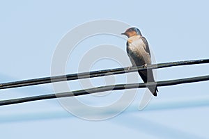 Bird, Barn swallow sit on power lines, nature, animal