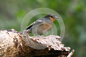 Bird at Barranco de la Galga photo