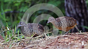 Bird, Barred Buttonquail Turnix suscitator