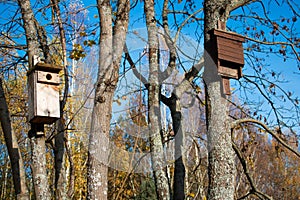 Bird and bat house on the tree