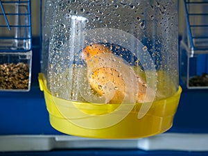 Bird bath. Orange canary washes in a bird bath in its cage. Breeding songbirds at home