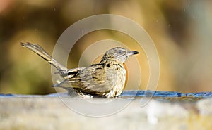 Bird bathing