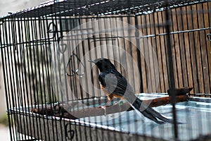 the bird is bathing in the cage