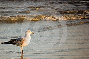 Bird on the Beach