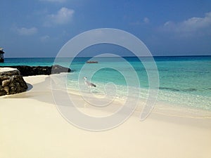 Bird on the beach