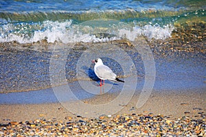 Bird on beach