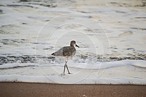 Bird on the beach