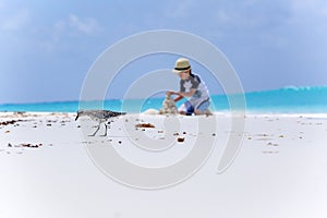 Bird on the beach and boy making sand castles