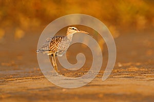Bird on the beach in evening light, unset. Whimbrel, Numenius phaeopus on the tree trunk, walking in the nature forest habitat.