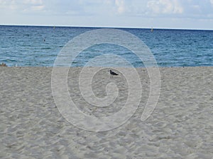 Bird on the beach photo