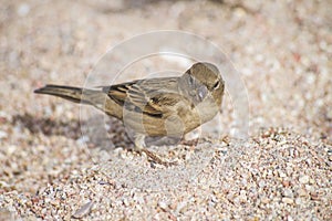 Bird on the beach (sparrow)