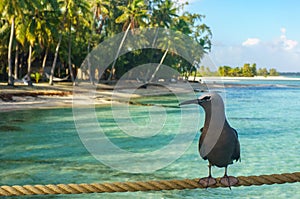 Bird in a beach in Tikehau