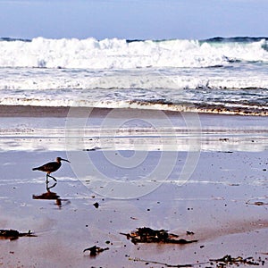 Bird at the beach