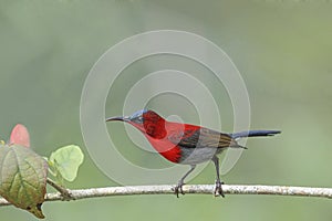 BIRD Beautiful (Crimson sunbird) perching on branch