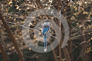 A bird with beautiful feathers standing on a tree