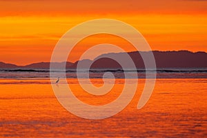 Bird with beautiful orange sunset. White heron in the nature coast habitat, delta of Tarcoles river, Costa Rica. Misty evening lan photo