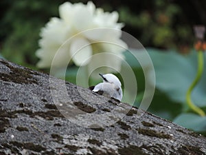 Bird in Jardim BotÃÂ¢nico - Rio de Janeiro photo