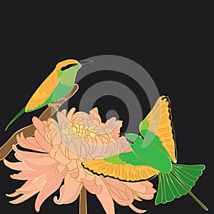 Bird bee-eater chrysanthemum