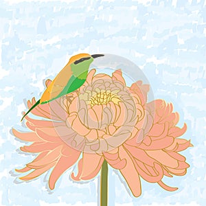 Bird bee-eater chrysanthemum alone