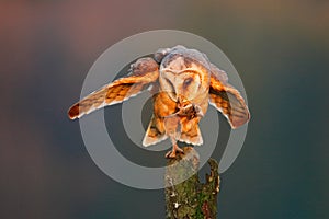 Bird behaviour. Barn owl with catch mouse. Bird in nice orange light. Autumn forest, beautiful bird. Owl, wildlife animal scene, n