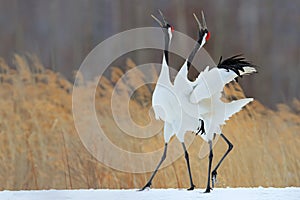 Bird behaviour in the nature grass habitat. Dancing pair of Red-crowned crane with open wing in flight, with snow storm, Hokkaido, photo