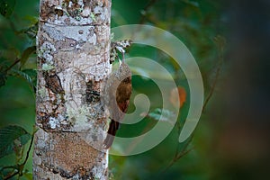 Bird behaviour, woodcreeper catch butterfly. Lepidocolaptes lacrymiger, Montane Woodcreeper on the tree trunk in the tropic