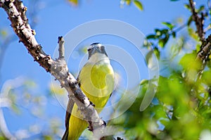 Bird Bird `bem-te-vi` perched on a branch in the sun, selective focus photo