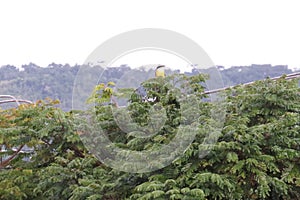 The bird Bem-Te-Vi (Pitangus sulphuratus) from Brazil photo
