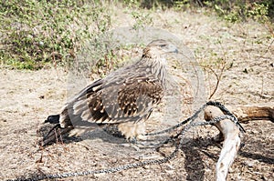 Bird berkut photo