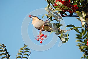 Bird with Berry in its beak