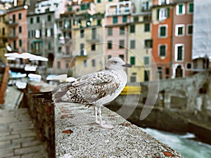 Bird with beutifull nature and city