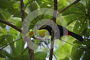 Bird with big beak Keel-billed Toucan, Ramphastos sulfuratus, in habitat green treetop with big leaves, Mexico