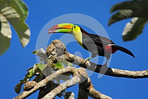 Bird with big bill Keel-billed Toucan, Ramphastos sulfuratus, with food in beak, in habitat with blue sky, Belize