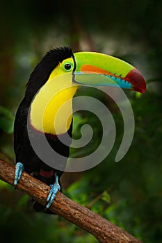 Bird with big bill Keel-billed Toucan, Ramphastos sulfuratus, sitting on the branch in the forest, Mexico photo