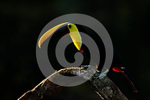 Bird with big bill. Rainy season in America. Chestnut-mandibled toucan sitting on branch in tropical rain with green jungle photo