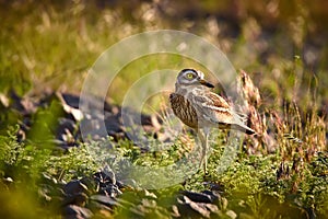 Bird with big yellow eyes Eurasian stone curlew Burhinus oedicnemus. The Eurasian thick-knee, or simply stone-curlew is a photo
