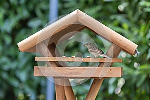 A bird in a bird house in a garden