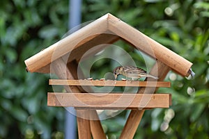 A bird in a bird house in a garden