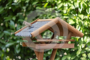 A bird in a bird house in a garden