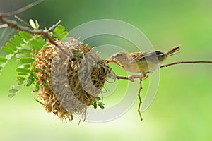 Bird and bird's nest