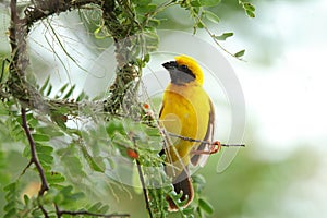 Bird and bird's nest