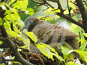 Bird In Bird`s Nest