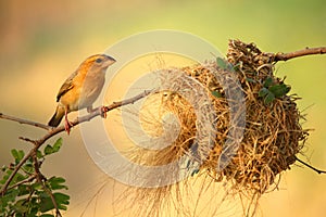 Bird with bird`s nest