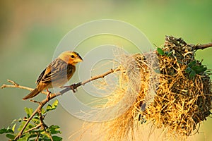 Bird and bird`s nest