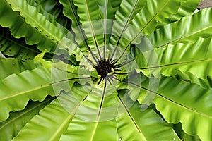 bird, bird`s nest fern