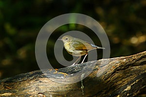 Bird,Bird Siberian blue robin