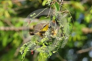 Bird and Bird'sNest