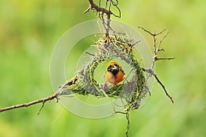 Bird and Bird'sNest