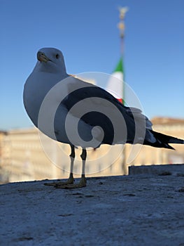 Bird photo